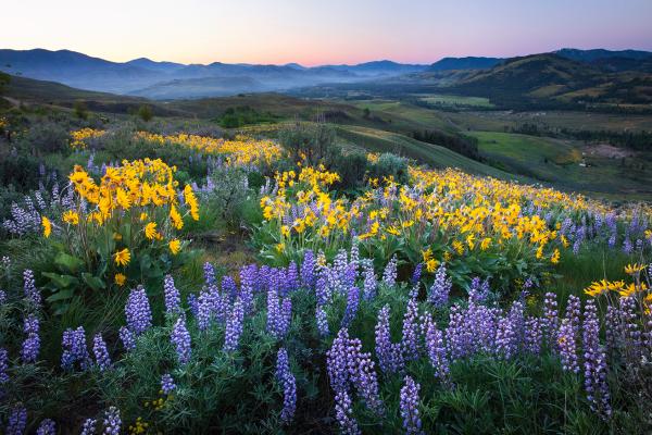 wildflowers covering the hills in washington