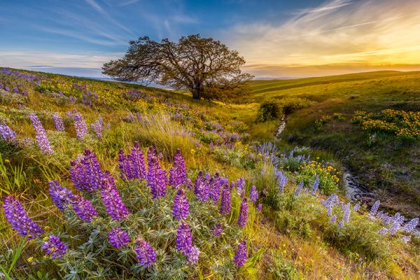 Lupine in sunset at Columbia hills state park, Washington