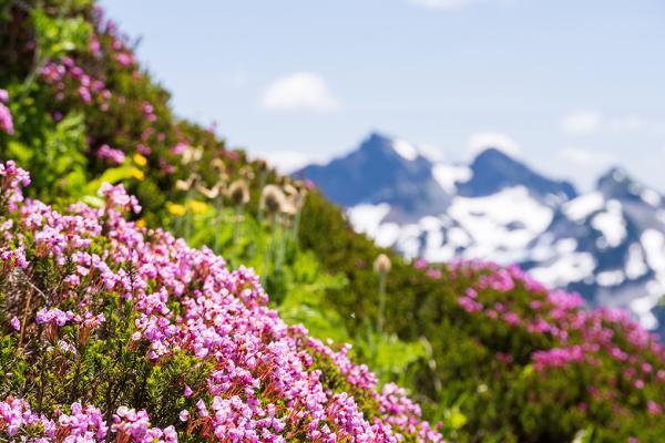 washington; mountain; landscape; flowers; bloom; cascades;